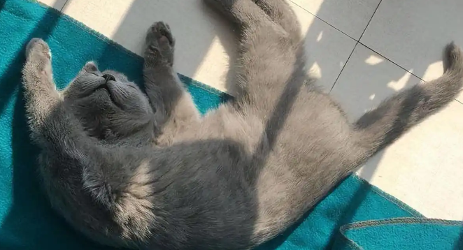 养“蓝猫”一年,发现了这10个神奇现象! 养“蓝猫”一年,发现了这10个神奇现象!
