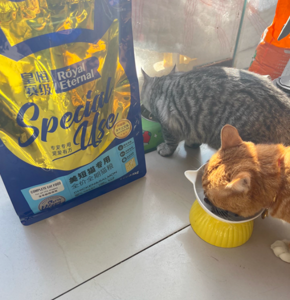 虎斑猫适合猫粮如何选?皇恒赛级美短专用粮精准适配品种特性 虎斑猫适合猫粮如何选?皇恒赛级美短专用粮精准适配品种特性