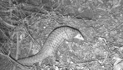 广东流溪河国家森林公园首次记录中华穿山甲 广东流溪河国家森林公园首次记录中华穿山甲