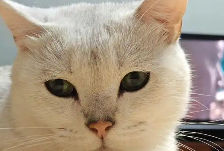 猫鼻支怎么治疗 猫鼻支怎么治疗