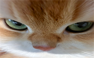 猫咪情绪不好的表现