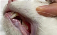 老猫牙龈炎症状有哪些