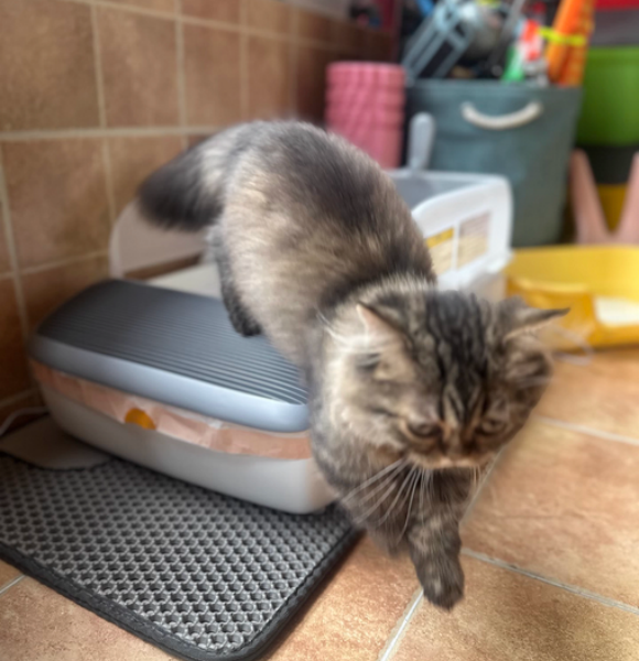什么样的猫砂盆好?MAGICSCOOP魔铲更大、更爽、更净一步 什么样的猫砂盆好?MAGICSCOOP魔铲更大、更爽、更净一步