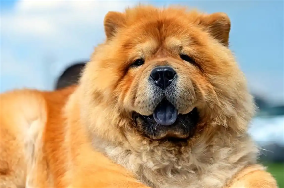 松狮犬白送都不养,太难“驾驭”了! 松狮犬白送都不养,太难“驾驭”了!