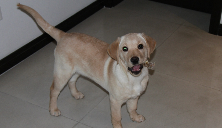 三个月的拉布拉多一天喂多少狗粮 三个月的拉布拉多一天喂多少狗粮