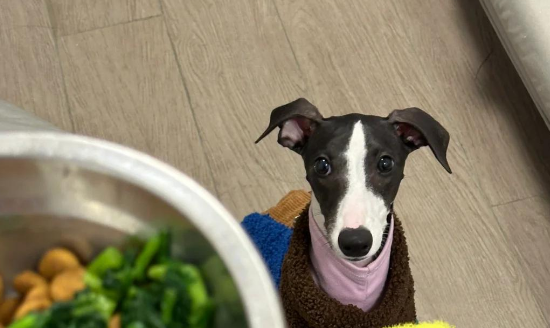 7个月惠比特犬的饮食指南，这篇文章告诉你！