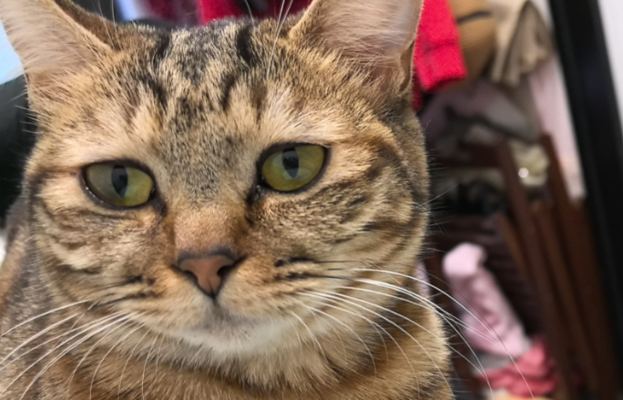 猫咪没有精神怎么回事 猫咪没有精神怎么回事