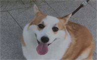 狗禁食禁水最多几天呢
