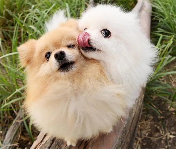 对“博美犬”伤害大的习惯,主人再犯错,它就更难受! 对“博美犬”伤害大的习惯,主人再犯错,它就更难受!