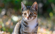 猫咪贫血会自愈吗
