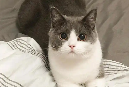 怎么判断猫咪要驱虫了
