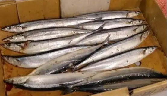 日本北海道扇贝渔获量减少而秋刀鱼捕获颇丰 日本北海道扇贝渔获量减少而秋刀鱼捕获颇丰