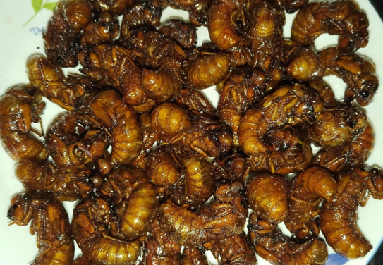 金蝉可以食用吗 金蝉可以食用吗
