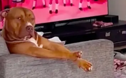 小学生在家天天学跳舞,连狗狗都投来嫌弃眼神 小学生在家天天学跳舞,连狗狗都投来嫌弃眼神