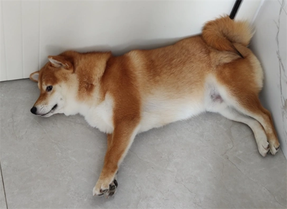 狗持续低烧怎么回事