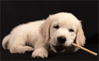 犬热病怎么得的