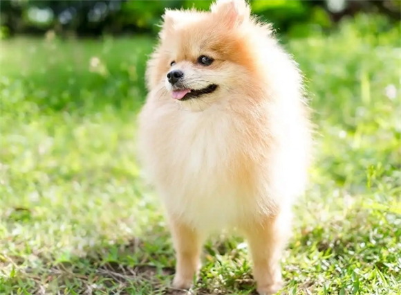 博美犬“价格”多少钱一只?你是买亏了,还是捡了大便宜? 博美犬“价格”多少钱一只?你是买亏了,还是捡了大便宜?