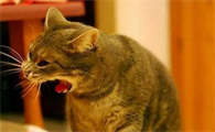 猫咪受凉呕吐症状有哪些