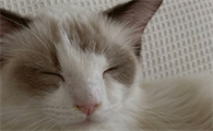 猫鼻子不通气吃什么药