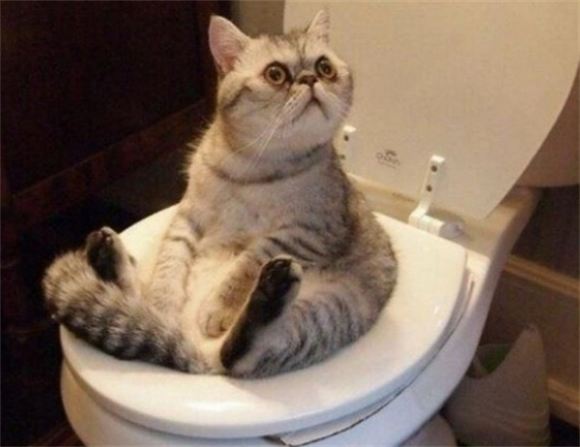 猫咪拉屎的时候嗷呜嗷呜的叫