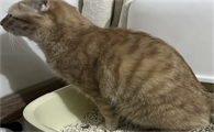 猫咪拉屎很臭是什么原因