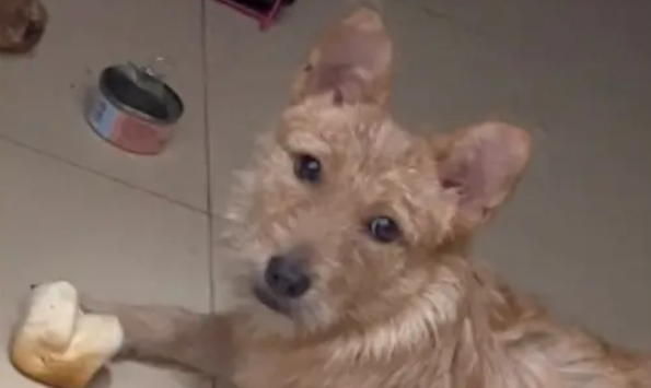 主人蒸糊了馒头扔进垃圾桶,狗狗竟主动叼回来吃 主人蒸糊了馒头扔进垃圾桶,狗狗竟主动叼回来吃