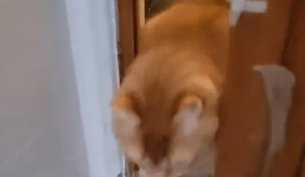猫咪探头进房间,突然冲进来,居然是一只胖猫 猫咪探头进房间,突然冲进来,居然是一只胖猫