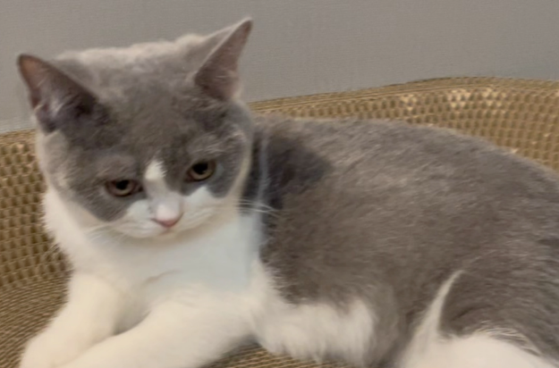 猫咪跑酷是什么原因造成的