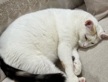 母猫突然乱拉屎 母猫突然乱拉屎