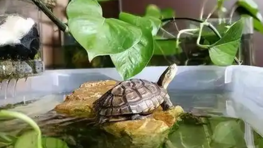 中华草龟:灵性与福运的使者 中华草龟:灵性与福运的使者