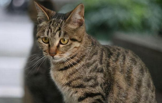 猫咪喂食时发出呼噜声正常吗 猫咪喂食时发出呼噜声正常吗
