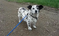 小型犬和大型犬杂交有风险吗