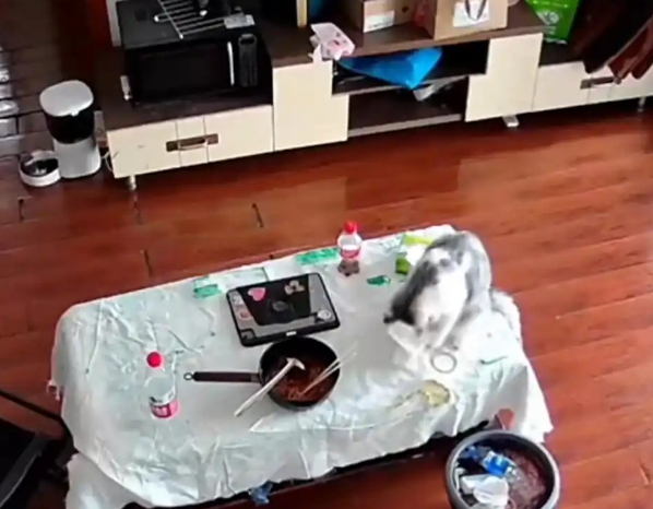 网爆:“3万金镯子被猫推进垃圾桶后扔了”网友笑了