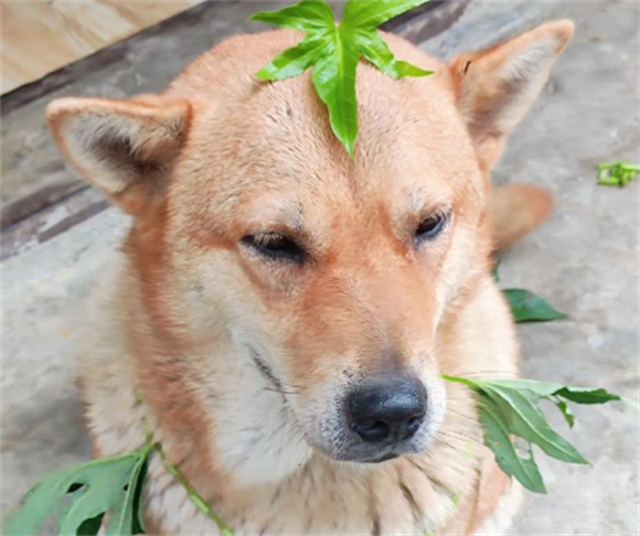 科学对抗犬瘟热:土狗抗病力背后的护理智慧 科学对抗犬瘟热:土狗抗病力背后的护理智慧