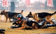德国牧羊犬的5大缺点,就算想养也不敢养啊!
