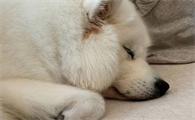 狗狗吐黄水还要继续喂食吗