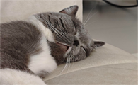 宠物猫泪痕用生理盐水洗可以吗