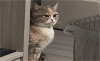 猫膀胱结晶吃什么药可以排出