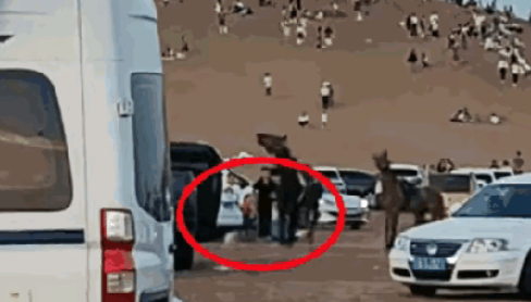 未拴绳法斗犬咬马后续：狗主人反要索赔，游客受轻伤，三方已私了