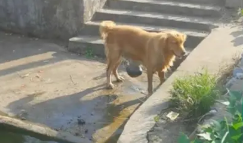 金毛泡水里以为在解暑,当它上岸后被惊到了 金毛泡水里以为在解暑,当它上岸后被惊到了