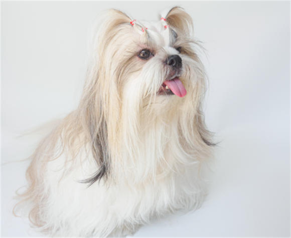 科学应对西施犬耳螨：温和治疗与日常护理指南