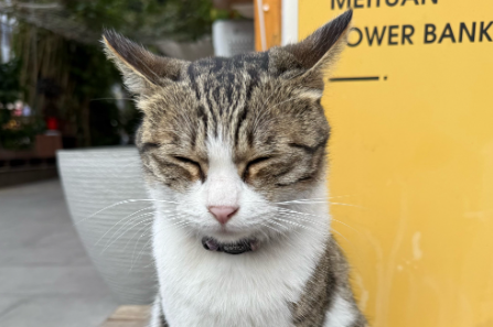 猫咪眼睛眼屎多有棕色粘稠物 猫咪眼睛眼屎多有棕色粘稠物