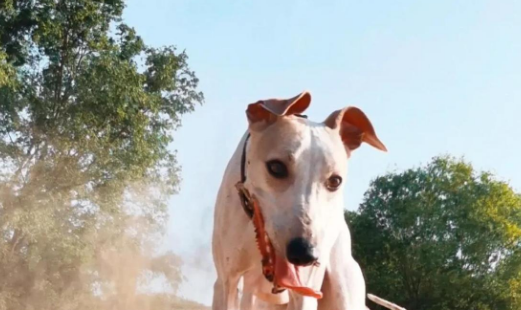 宠物小知识：惠比特犬遛狗时长全攻略！
