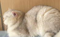 母猫尿血什么原因引起的