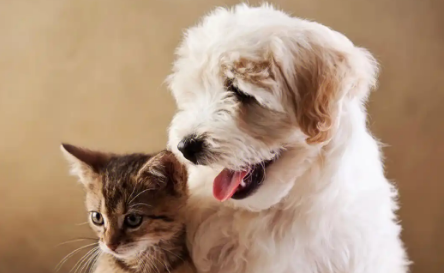 宠物经济洞察:05后交易用户数增长92%,“宠物保险”受青睐 宠物经济洞察:05后交易用户数增长92%,“宠物保险”受青睐