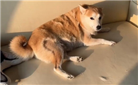 狗狗掉毛严重是什么原因导致的