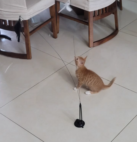 如何挑选可爱的小猫咪玩具:GPN吸盘逗猫棒让喵欲罢不能 如何挑选可爱的小猫咪玩具:GPN吸盘逗猫棒让喵欲罢不能