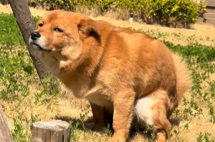 狗狗便秘可以吃什么药