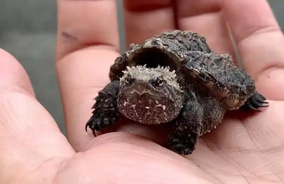 “异宠”可以宠但不能随意宠,各类隐患需警惕! “异宠”可以宠但不能随意宠,各类隐患需警惕!