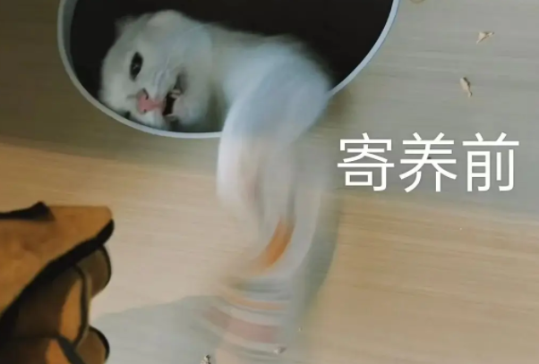 崩溃！寄养 7 天，宠物回家后见人就躲，毛孩子经历了什么？